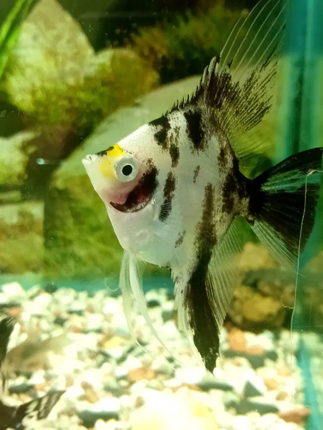 زینتی ماهی|ماهی|الوند, |دیوار