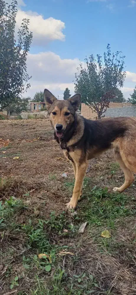 سگ باهوش|سگ|پارس‌آباد, |دیوار