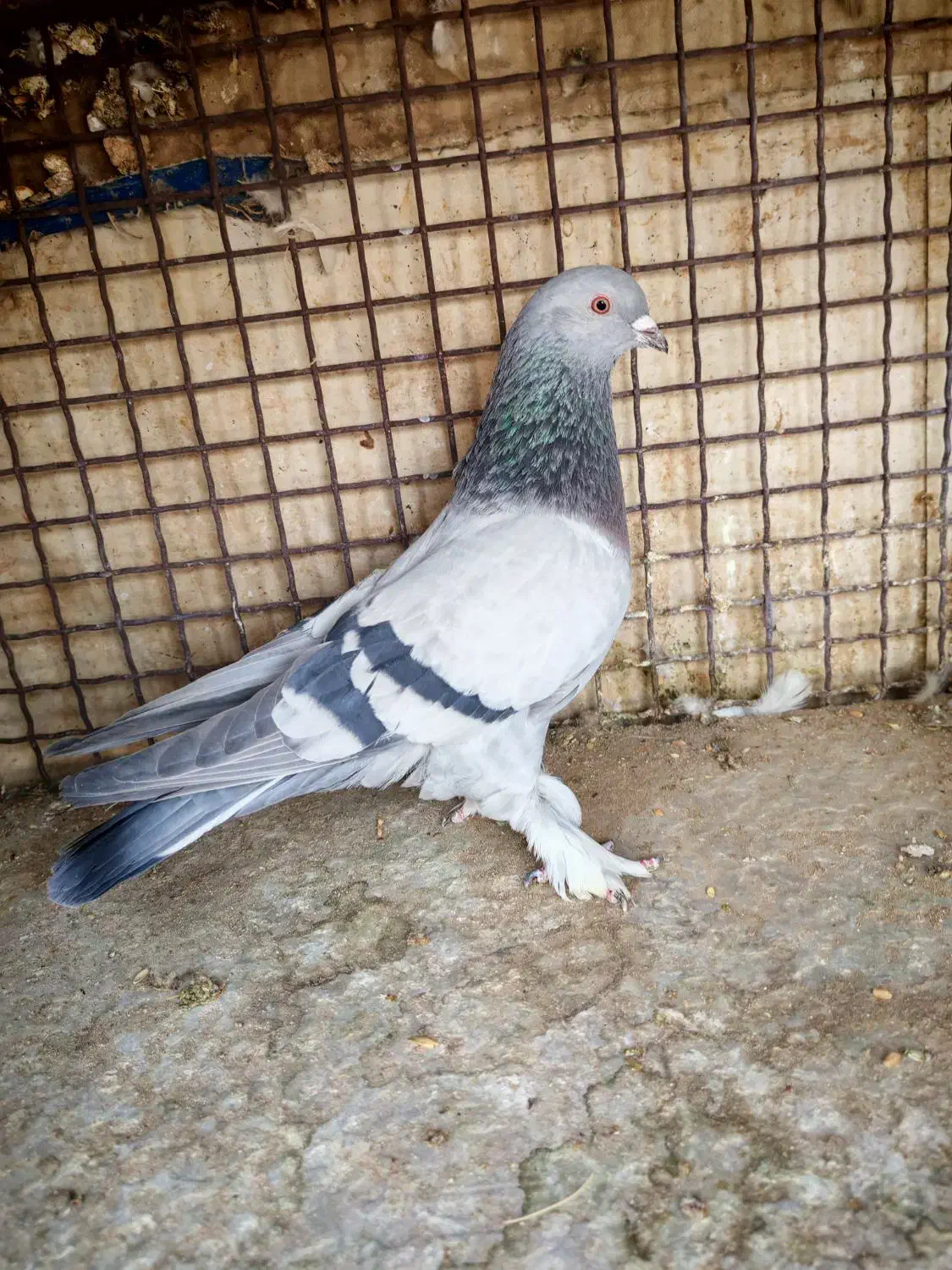 چهارتا بهبهونی دست اولی به شرط|پرنده|شیراز, رکنآباد|دیوار