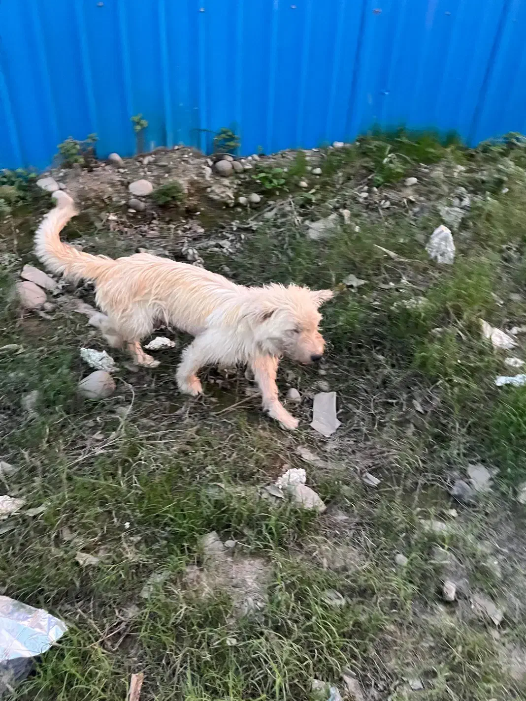 سگ گم شده|سگ|بابلسر, |دیوار