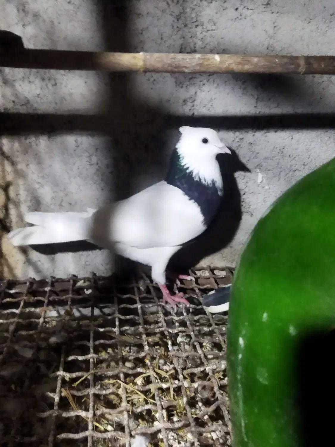 کبوتر کله دم سبز و طوقی نر|پرنده|قائم‌شهر, |دیوار