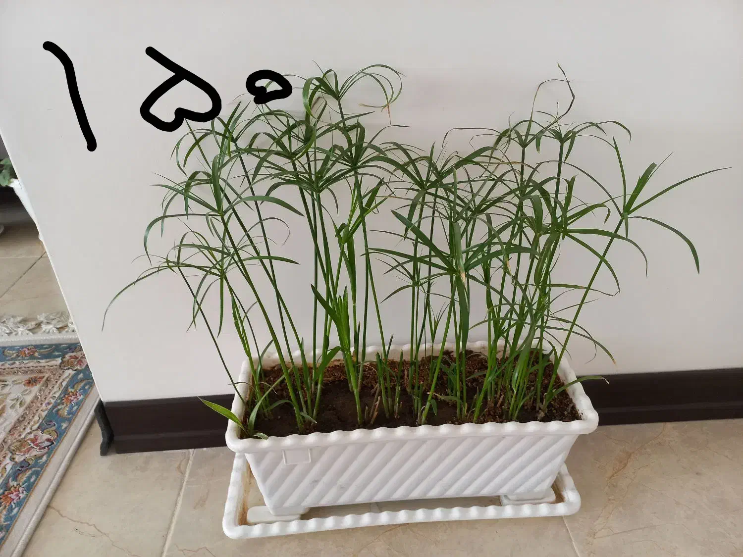 کیف نیه گل|کیف، کفش، کمربند|سنندج, |دیوار