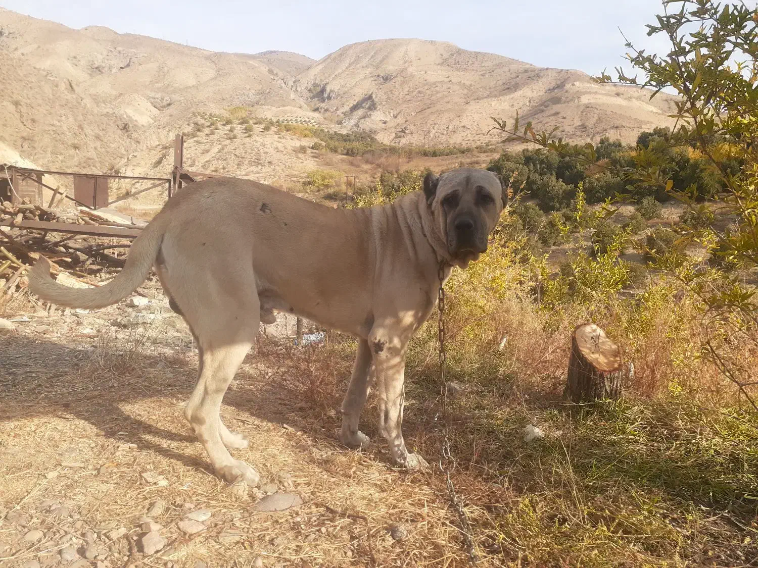 سگ سرابی|سگ|نسیم‌شهر, |دیوار