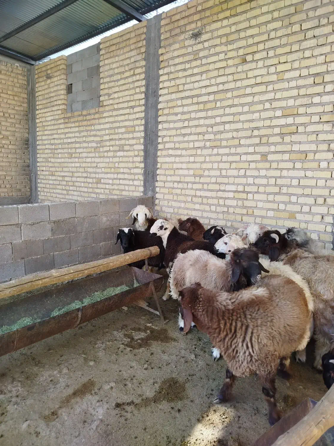 بره نر چاق|حیوانات مزرعه|مرودشت, زنگی آباد|دیوار