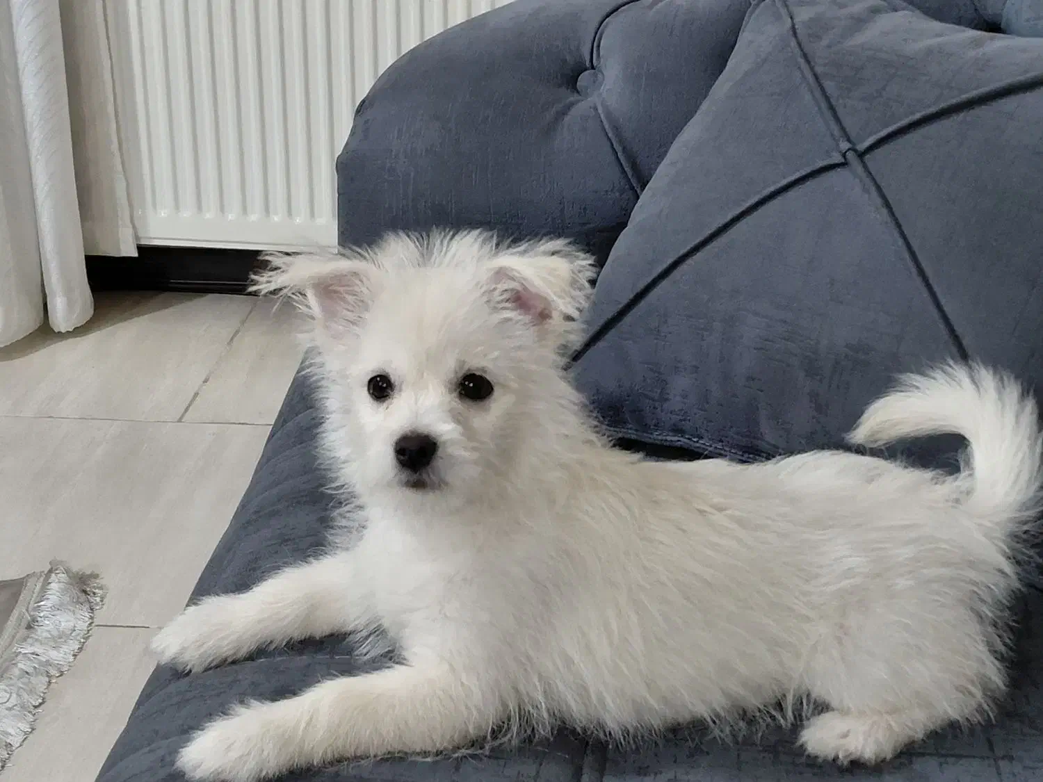 سگ پامر سفید|سگ|پردیس, فاز ۸|دیوار