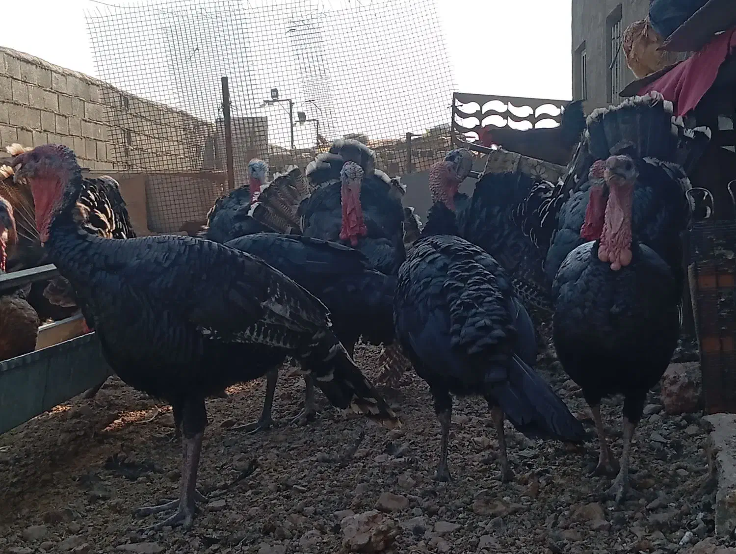 بوقلمون نر|حیوانات مزرعه|پاکدشت, پاکدشت (مامازند)|دیوار