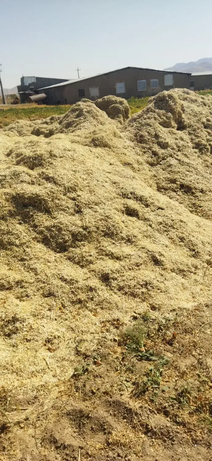 کاه لوبیا درجه یک|لوازم جانبی حیوانات|کبودرآهنگ, |دیوار