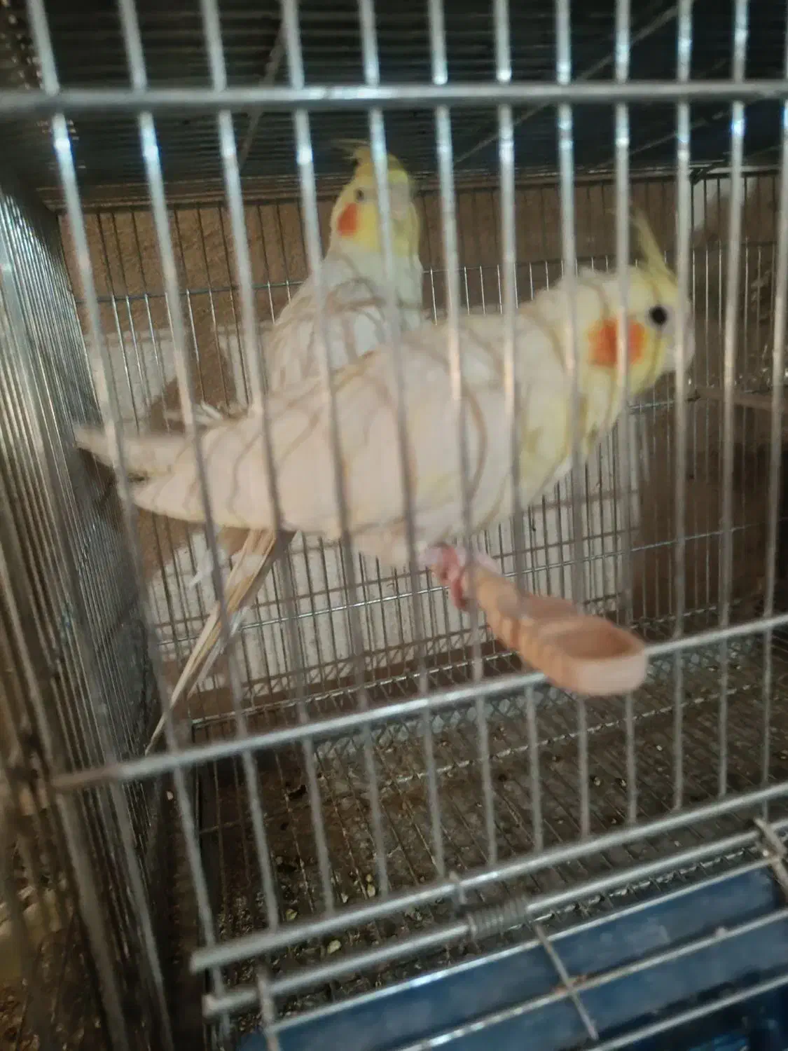 جفت عروس بالغ وحش|پرنده|سیرجان, |دیوار