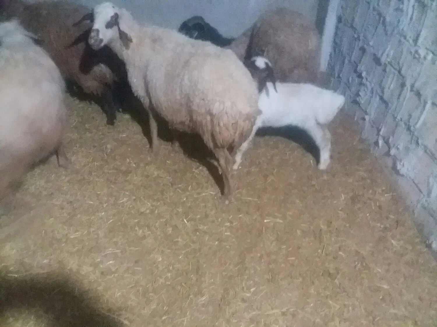 سلام دوعددمیش بره جوان سالم|حیوانات مزرعه|کوهدشت, |دیوار