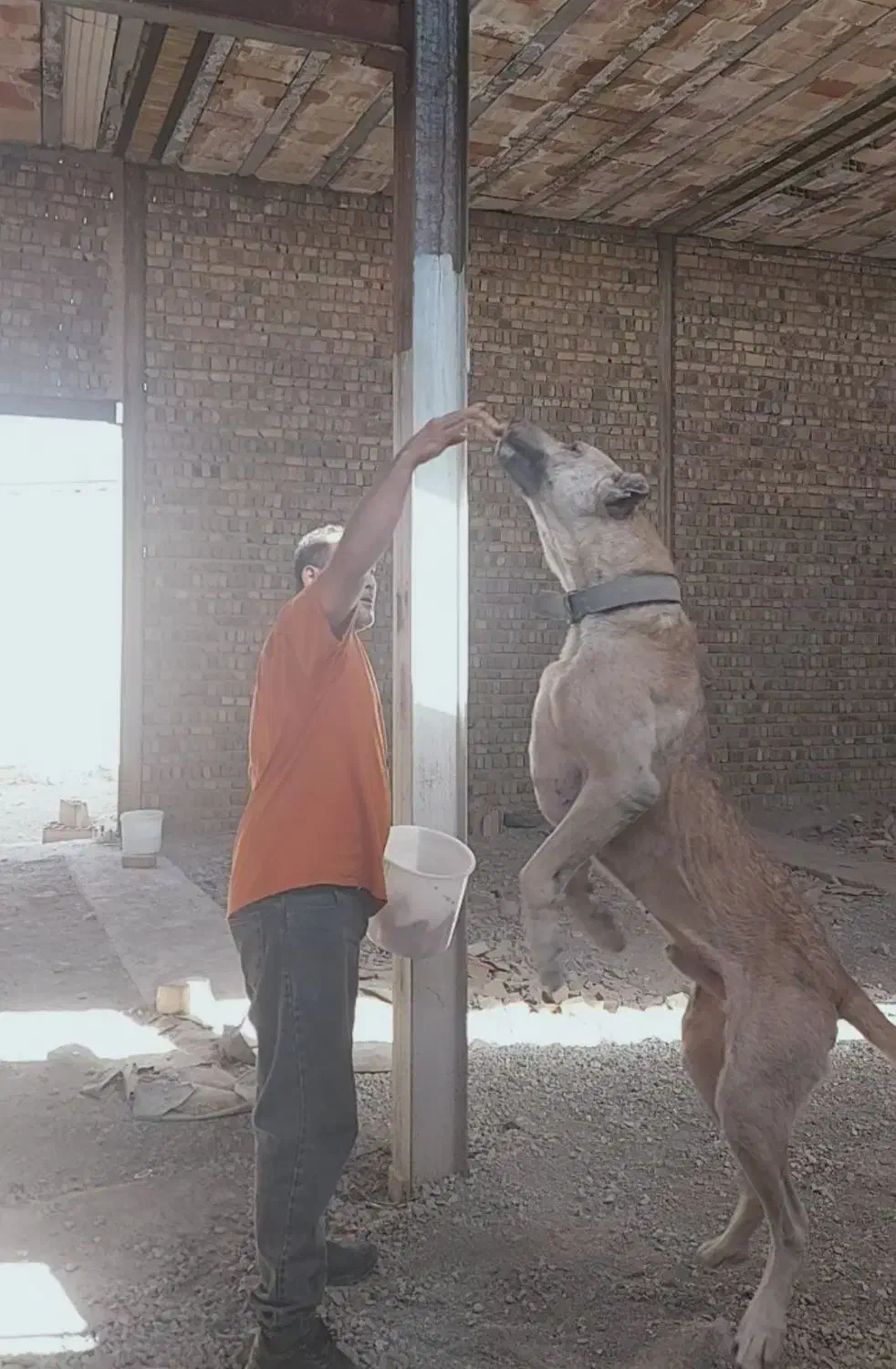 سگ سرابی|سگ|صفادشت, |دیوار