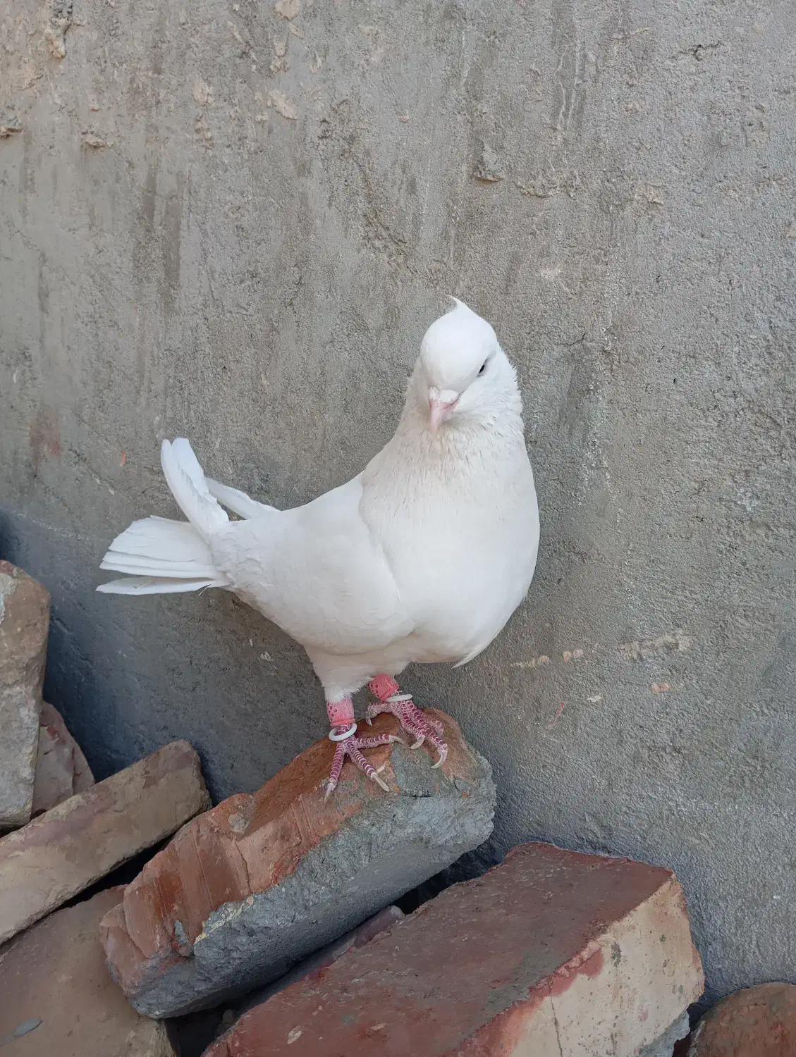 کبوتر فروشی|پرنده|سراوان, |دیوار