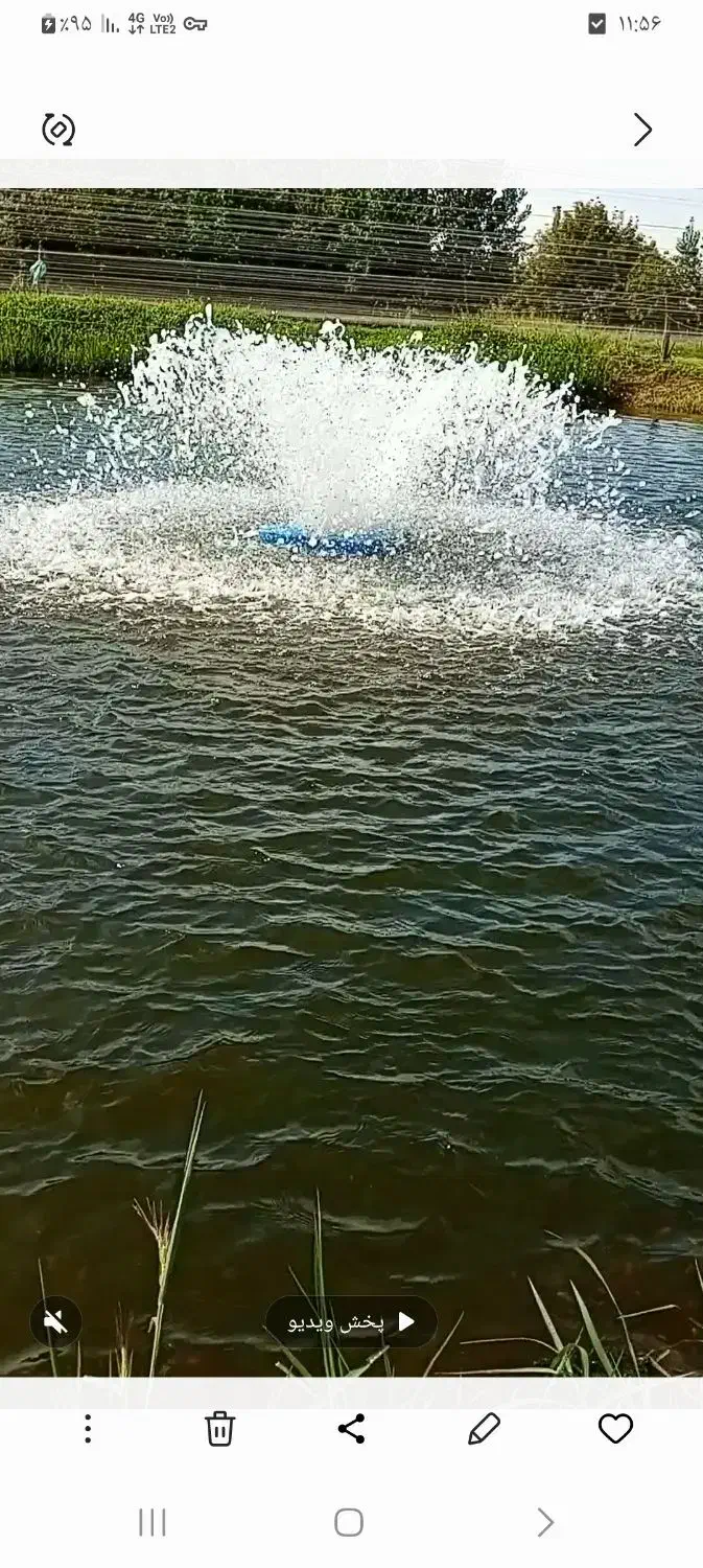 بچه ماهی کپور|ماهی|سنگر, |دیوار