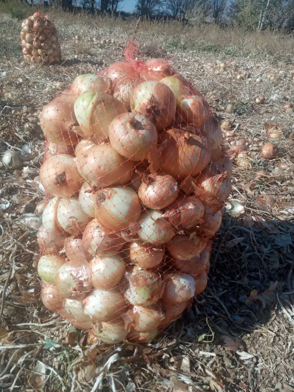 پیاز زرد خوش رنگ|خوردنی و آشامیدنی|داران, |دیوار