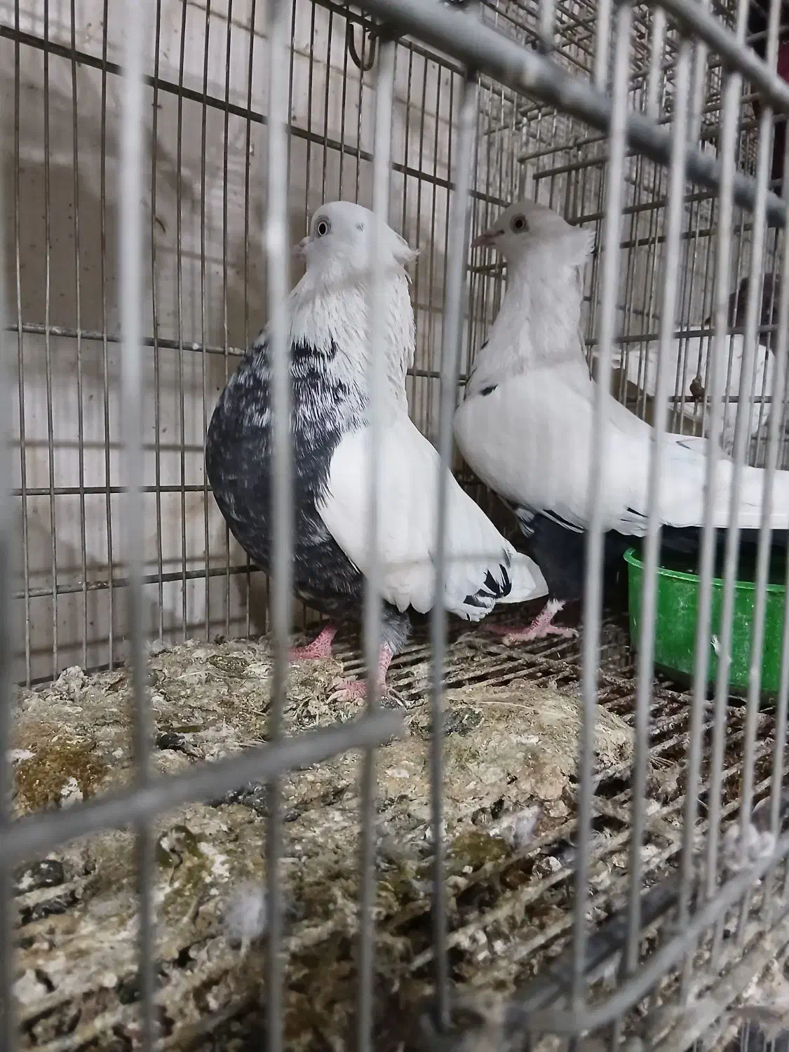 کبوتر رنگی|پرنده|شهریار, شهرک بهاران (ویره)|دیوار