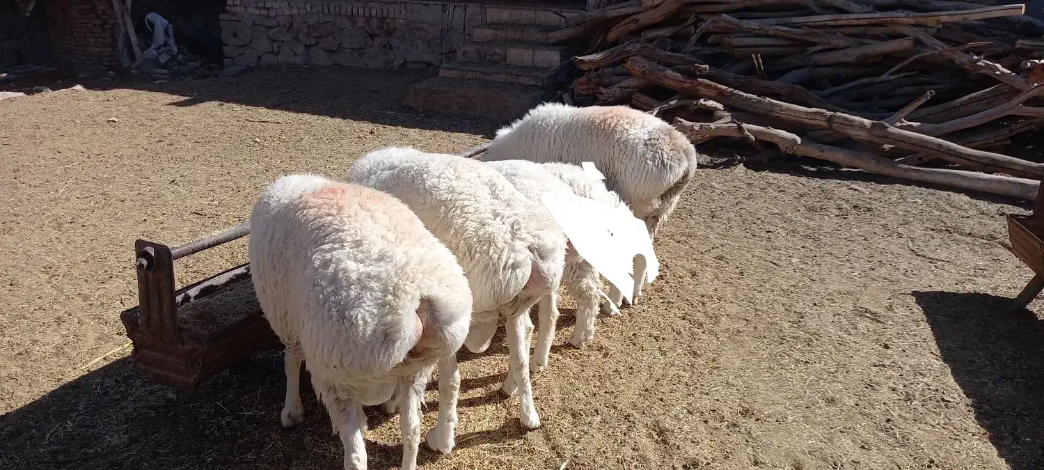 بره قوچی ،تقلی|حیوانات مزرعه|زهان, |دیوار