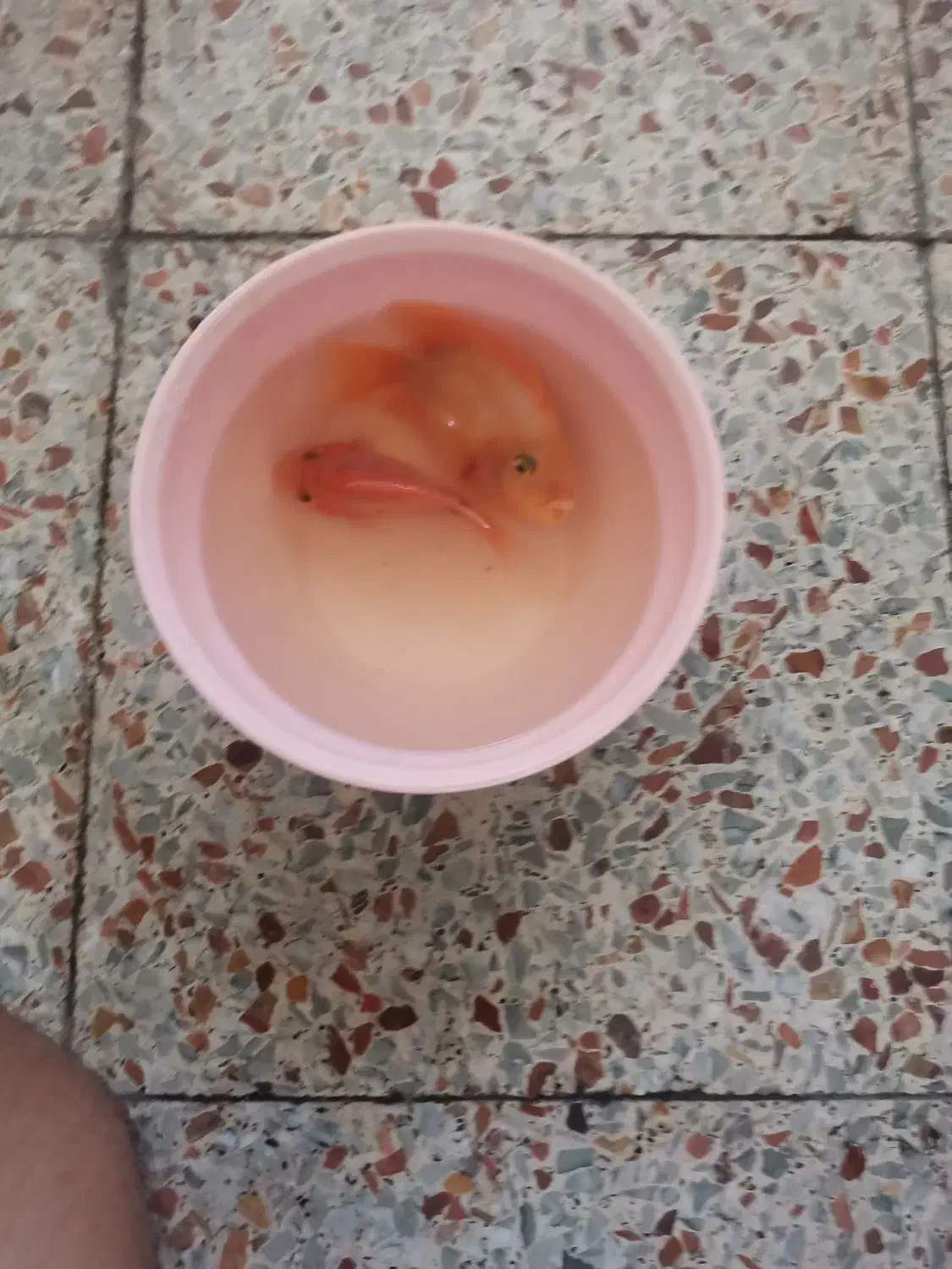 ماهی پرت|ماهی|شوشتر, |دیوار