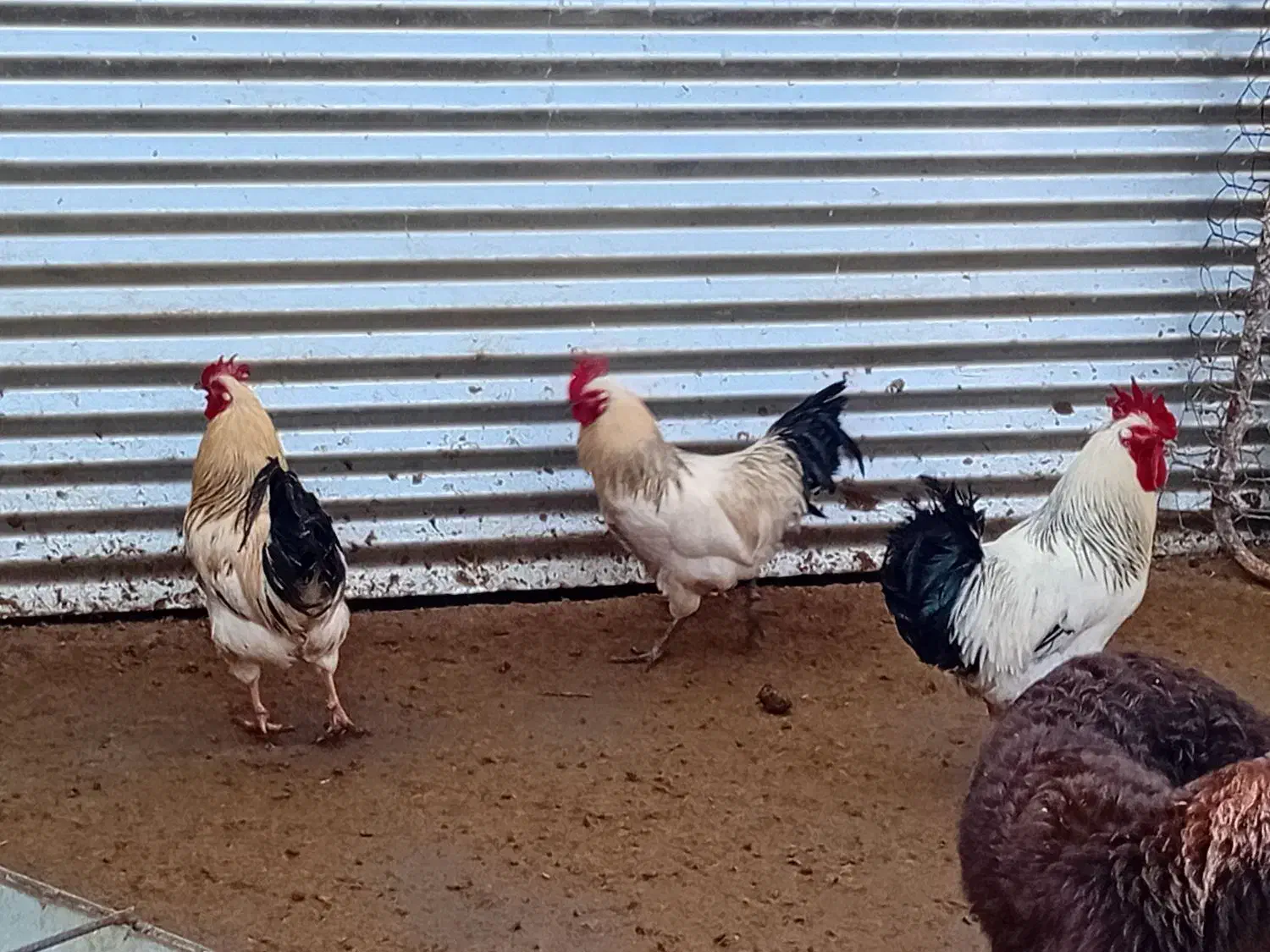 خروس|حیوانات مزرعه|شیروان (خراسان), |دیوار