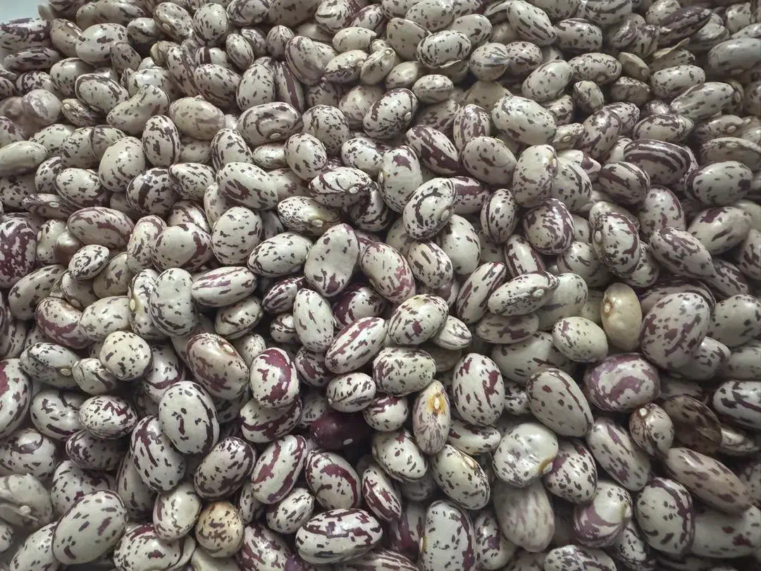 لوبیا چیتی ممتازمحصول امسال (سراب آذربایجان شرقی)|خوردنی و آشامیدنی|تهران, امام زاده حسن|دیوار