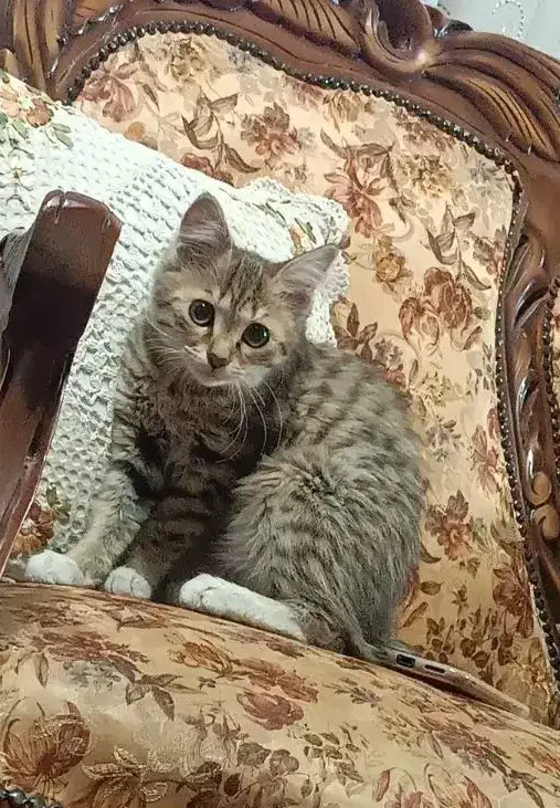 واگذاری گربه|گربه|زنجان, |دیوار