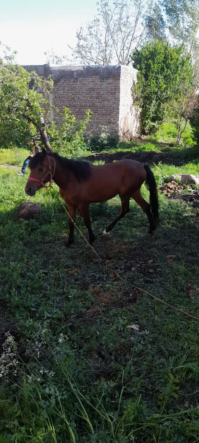 اسب نر ۲۷ماهه|اسب و تجهیزات اسب‌سواری|سراب, |دیوار