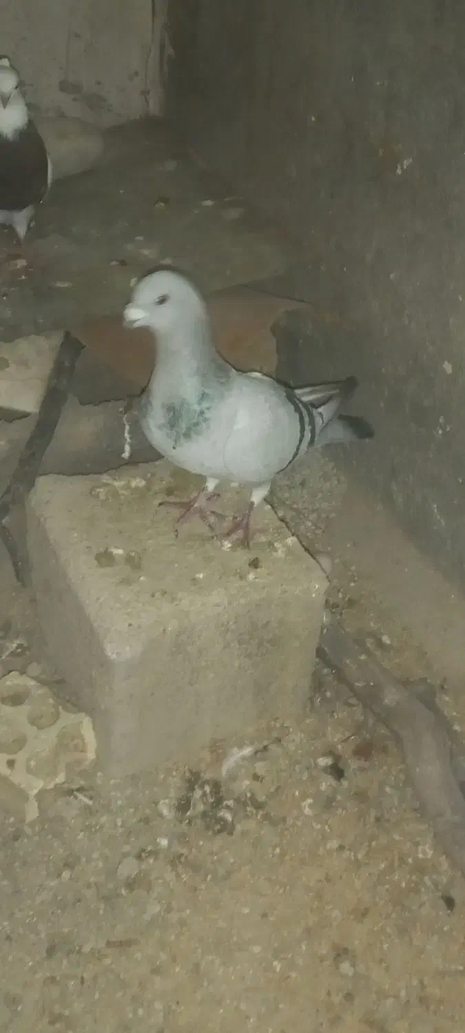 عروسک|پرنده|دهدشت, |دیوار