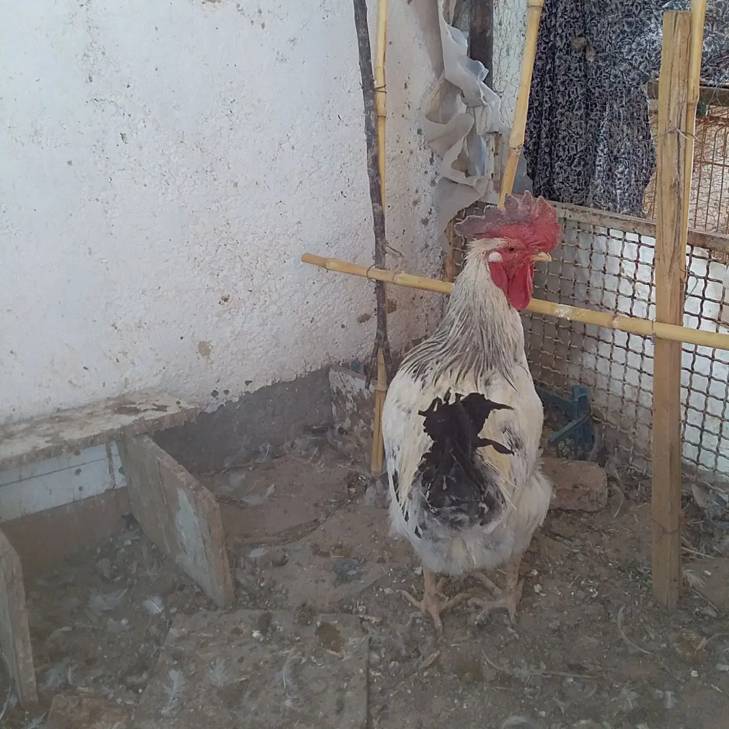 مرغ وخروس فروشی|پرنده|مود, |دیوار