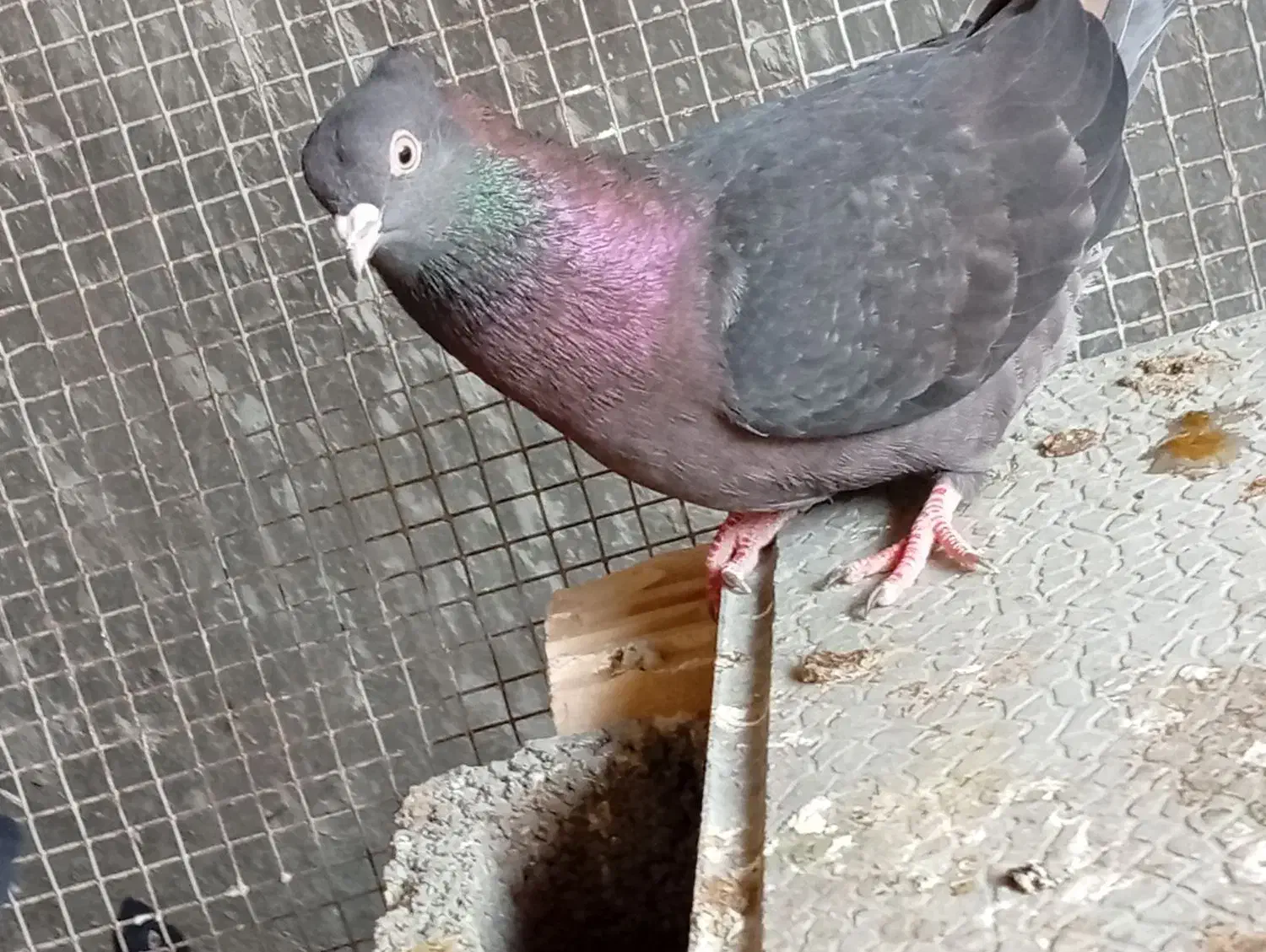 کبوتر آبادانی|پرنده|بوشهر, |دیوار