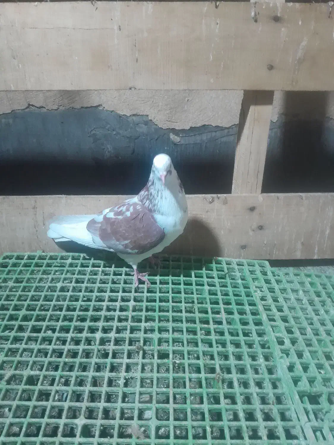 کفتر ساعت سنگین|پرنده|بومهن, |دیوار