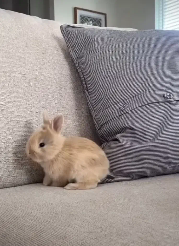 خرگوش مینیاتوری جرسی|موش و خرگوش|تهران, جیحون|دیوار