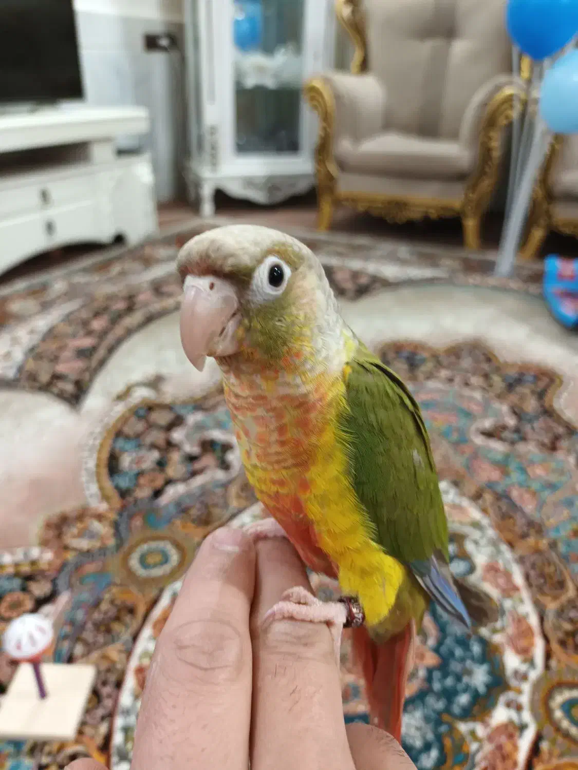 گرینچیک|پرنده|تربت‌حیدریه, آغوی|دیوار