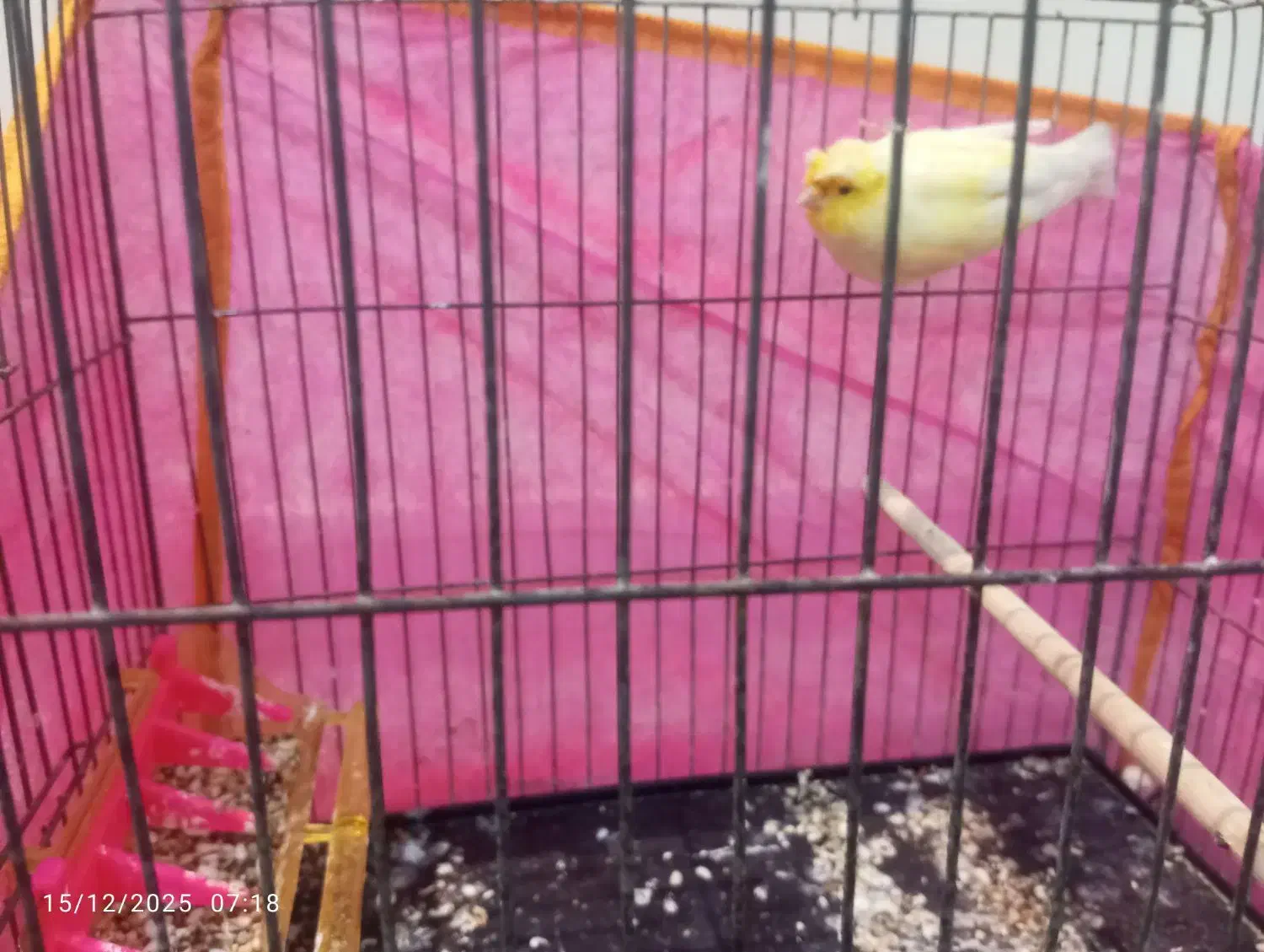 قناری نر مو چتری|پرنده|قرچک, شهرک طلائیه|دیوار