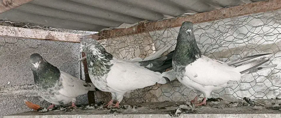 کله دم سبز|پرنده|لالجین, |دیوار