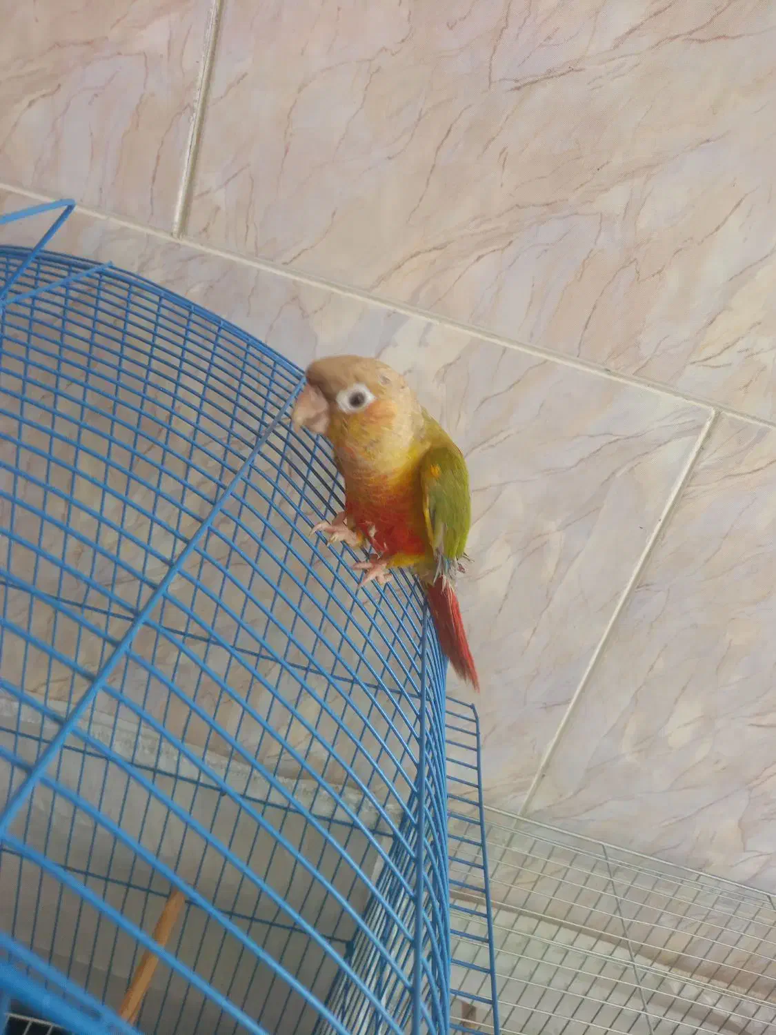 طوطی گرین چیک|پرنده|میناب, |دیوار