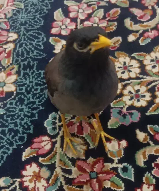 مرغ مینا|پرنده|کرمان, |دیوار