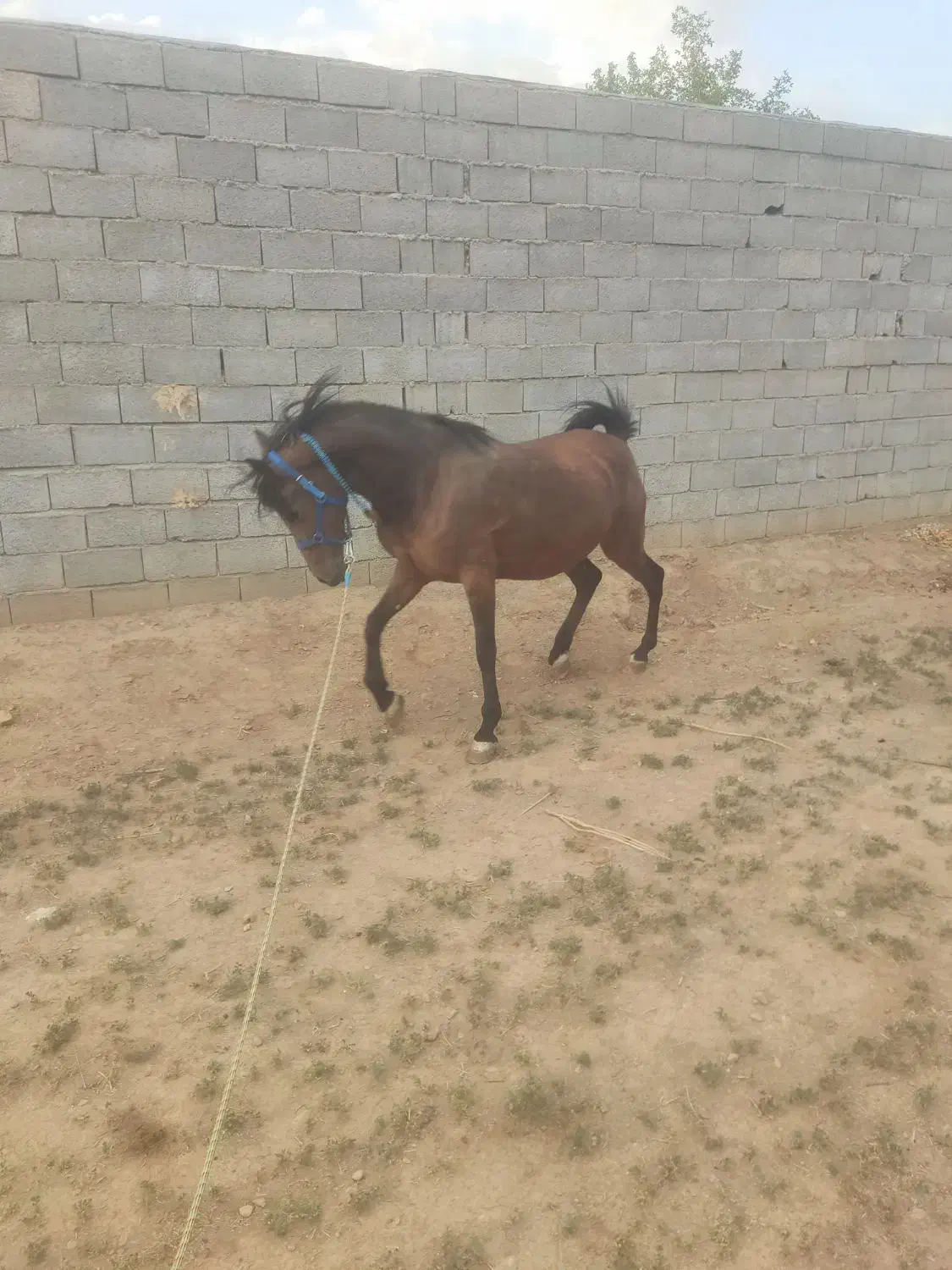 فروش مادیان کرد|اسب و تجهیزات اسب‌سواری|نجف‌آباد, ویلاشهر|دیوار