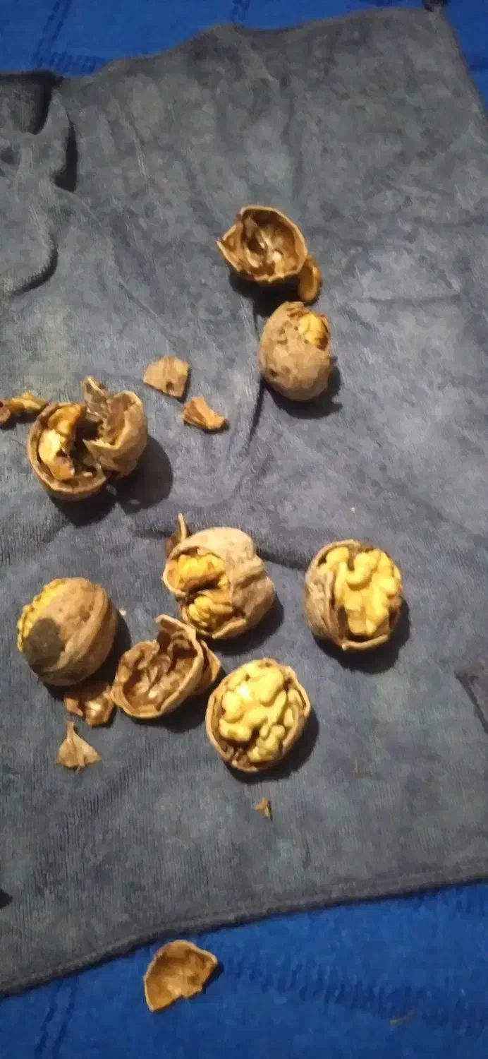 گردوی مرغوب ملابر  مغز پر وشیرین|حراج|بیستون, |دیوار