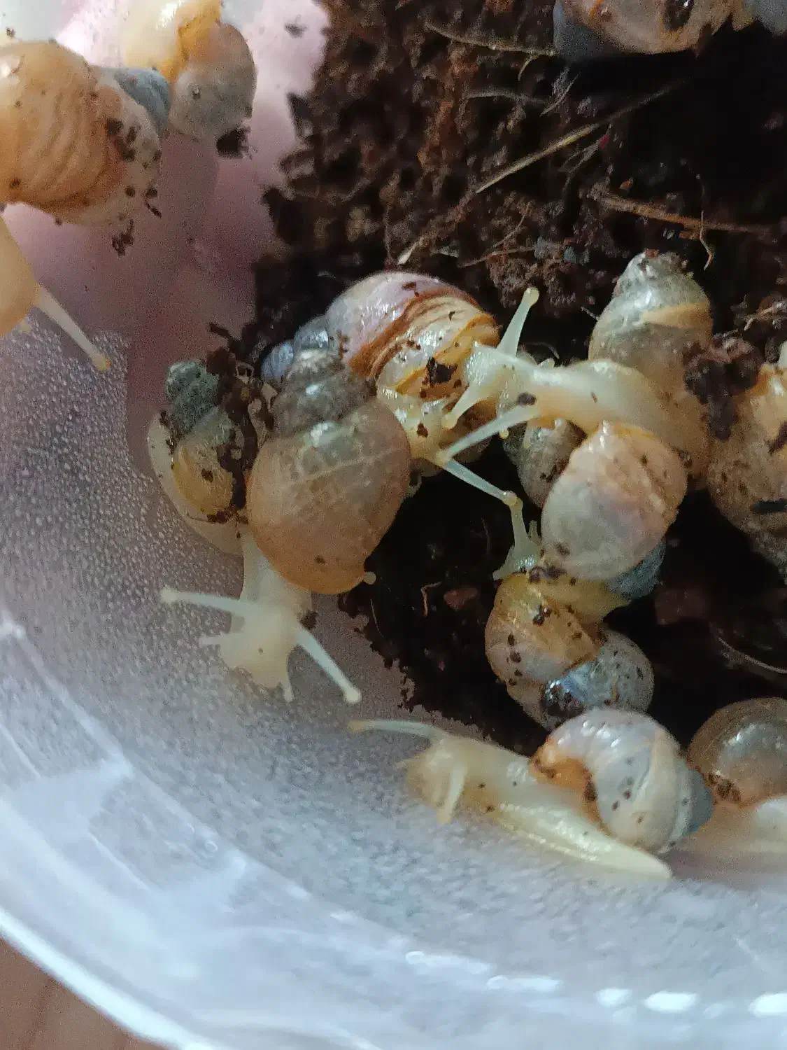 حلزون|خزنده|هشتگرد, فاز ۷ مهستان|دیوار