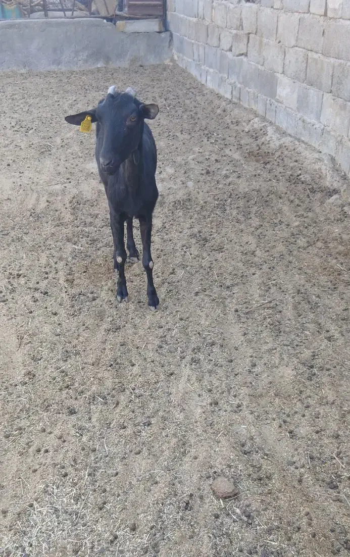 بز مورسیا آبستن ۴ماه|حیوانات مزرعه|مهریز, |دیوار