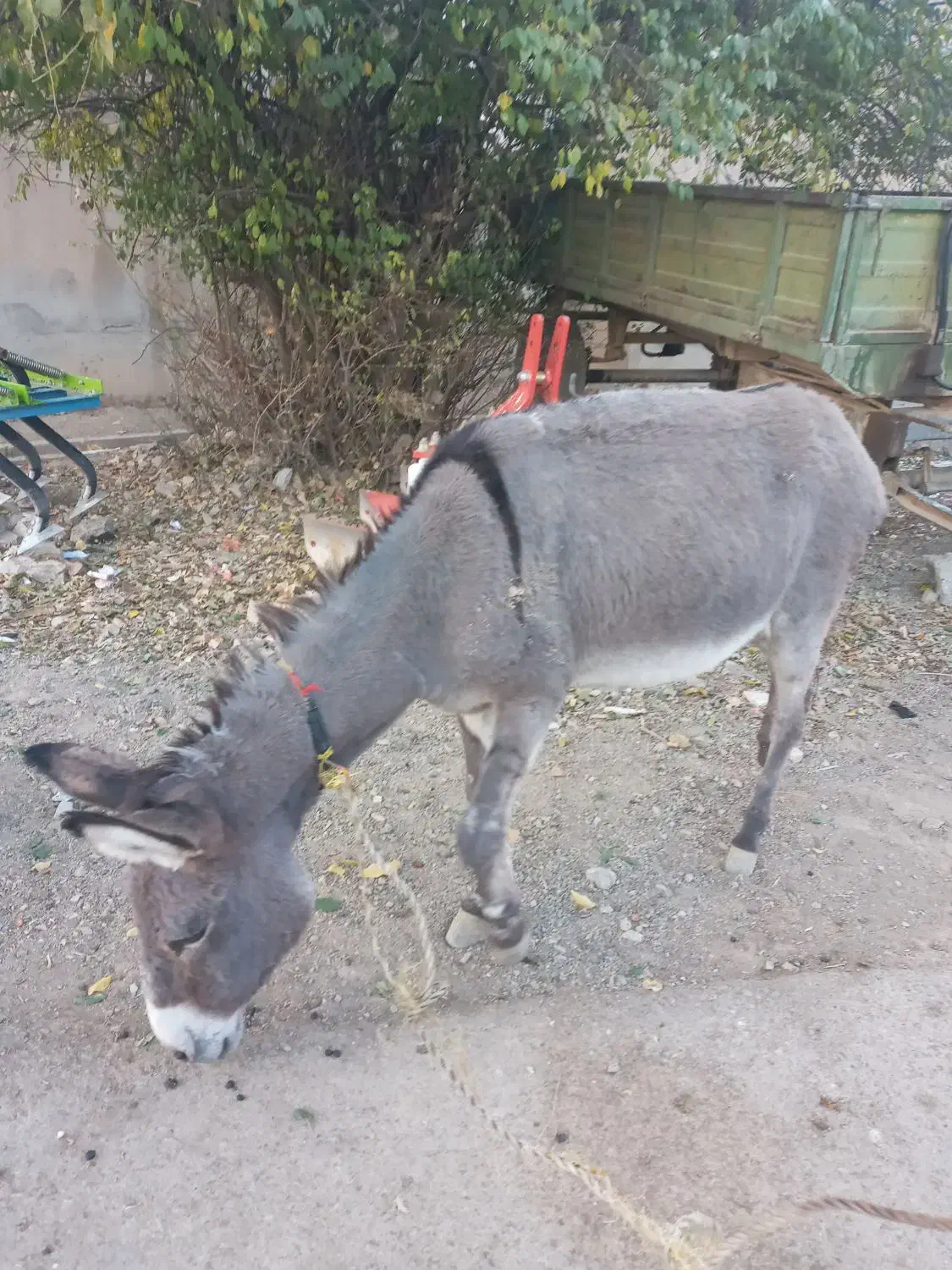 الاغ گله ای|حیوانات مزرعه|سنقر, |دیوار