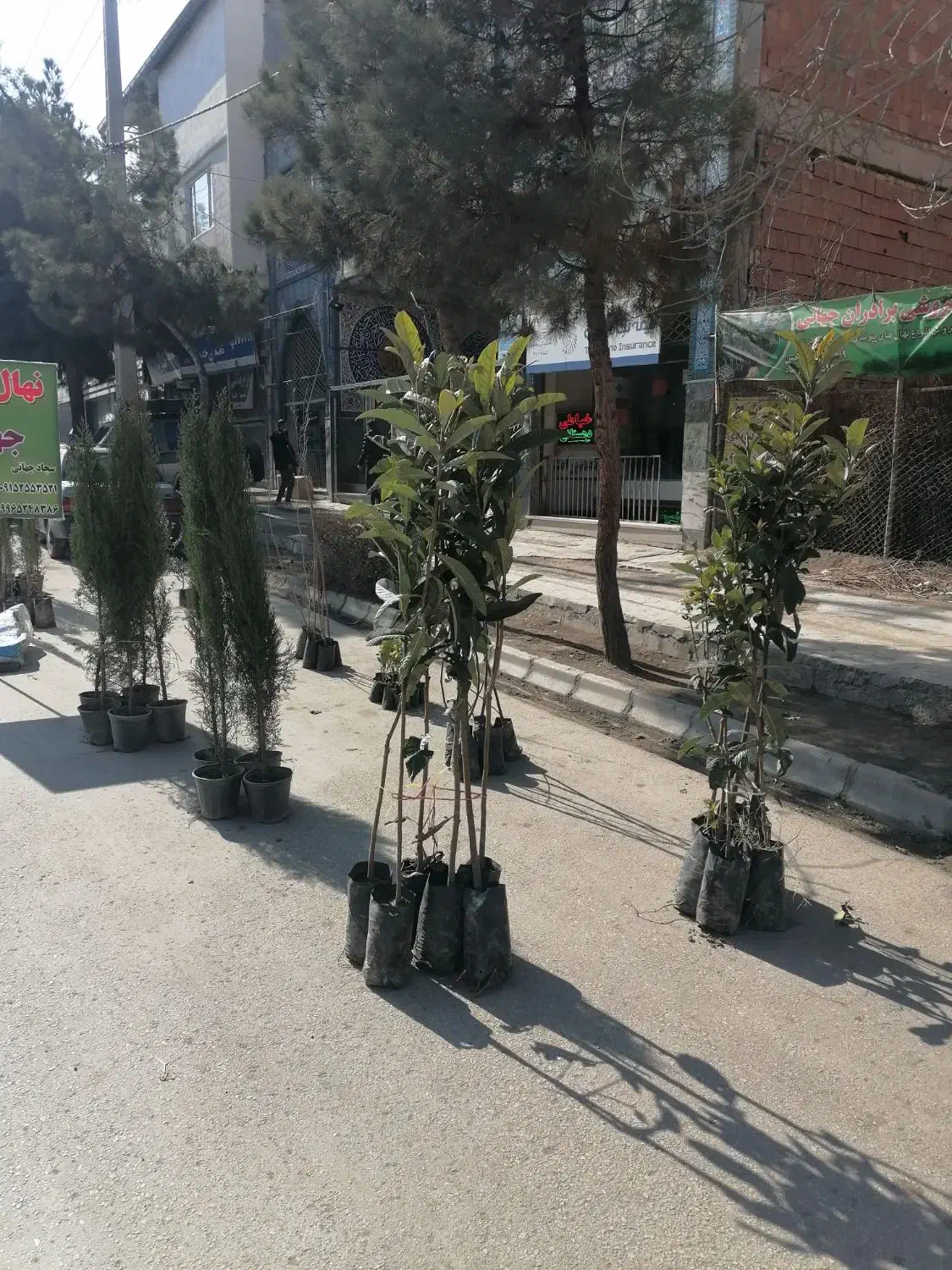 نهال فروشی|خدمات باغبانی و درختکاری|بجنورد, |دیوار