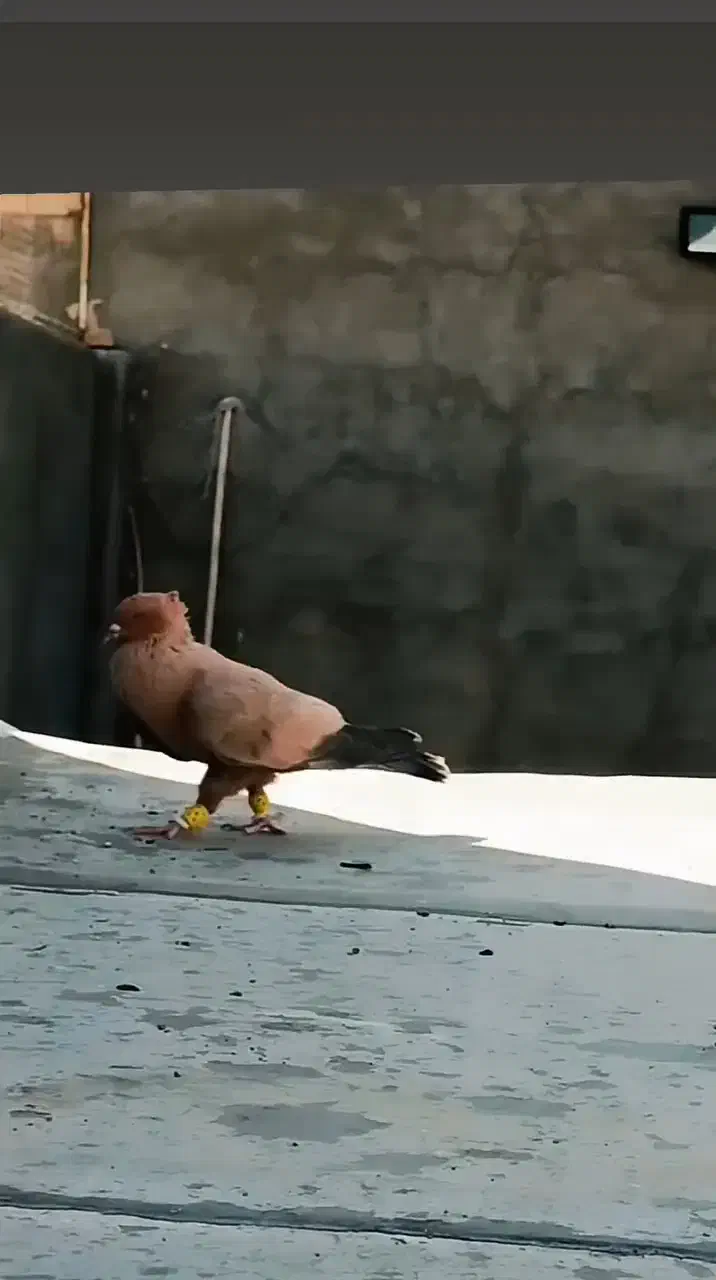 ارشینگل نر فروشی|پرنده|بردسکن, |دیوار