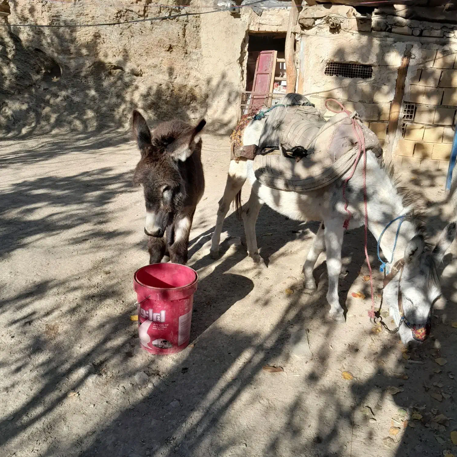 اولاغ ماده جوان با کره|حیوانات مزرعه|طارم, |دیوار