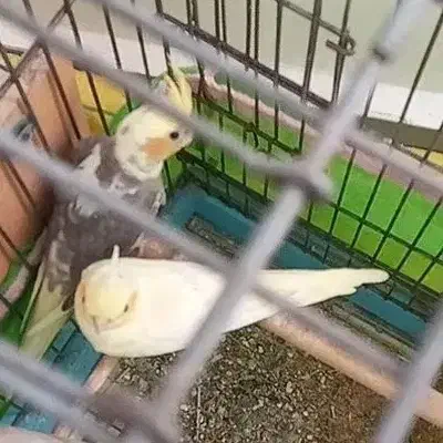 عروس هلندی|پرنده|دهلران, |دیوار