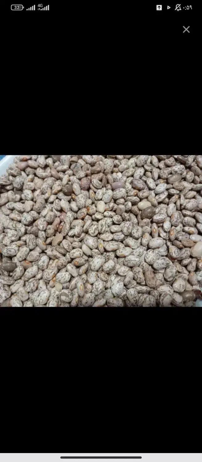 لوبیا چتی|خوردنی و آشامیدنی|معمولان, |دیوار