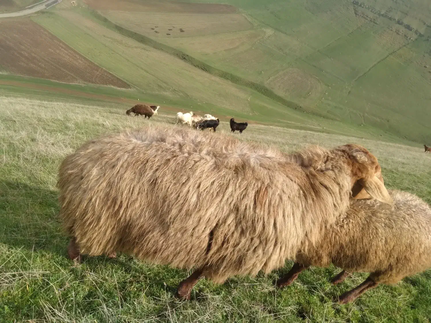 قوچ با بز سانن دوتاشم دامازدق|حیوانات مزرعه|قشلاق دشت, |دیوار