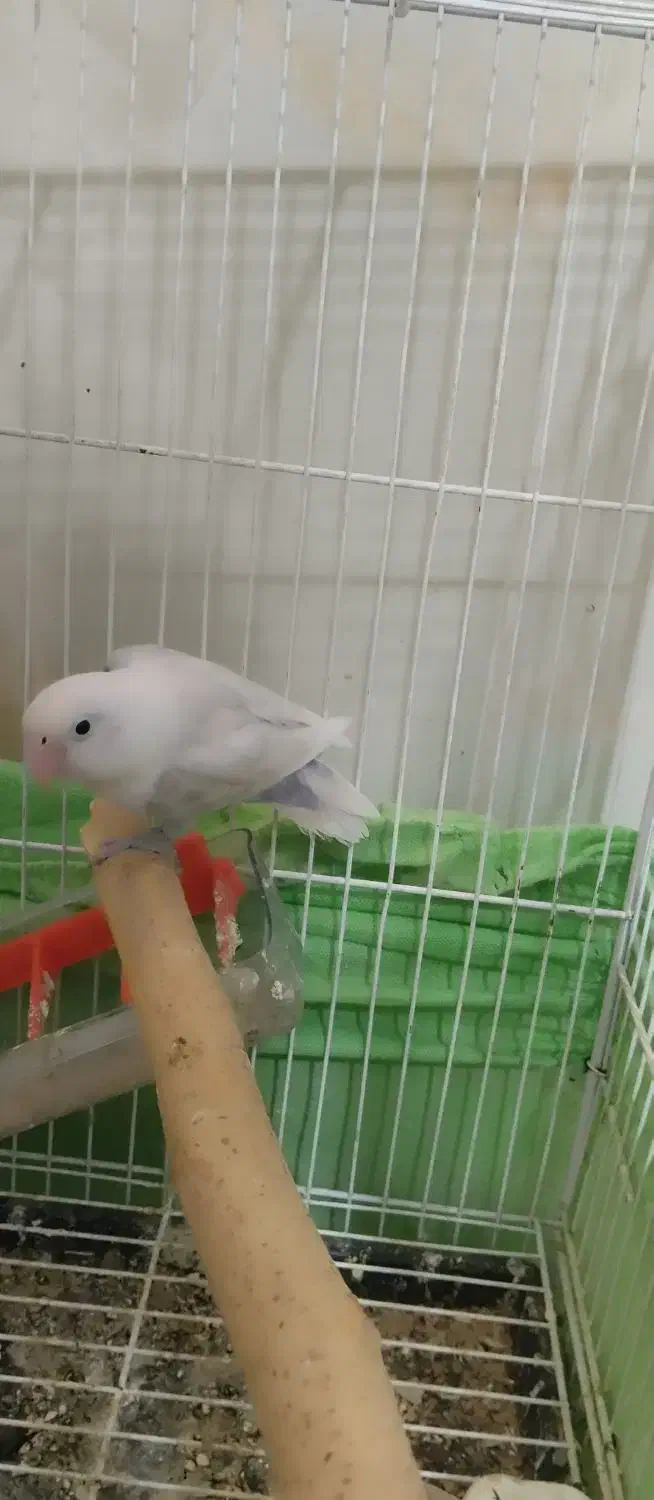 یک عدد کوتوله برزیلی|پرنده|ایرانشهر, |دیوار