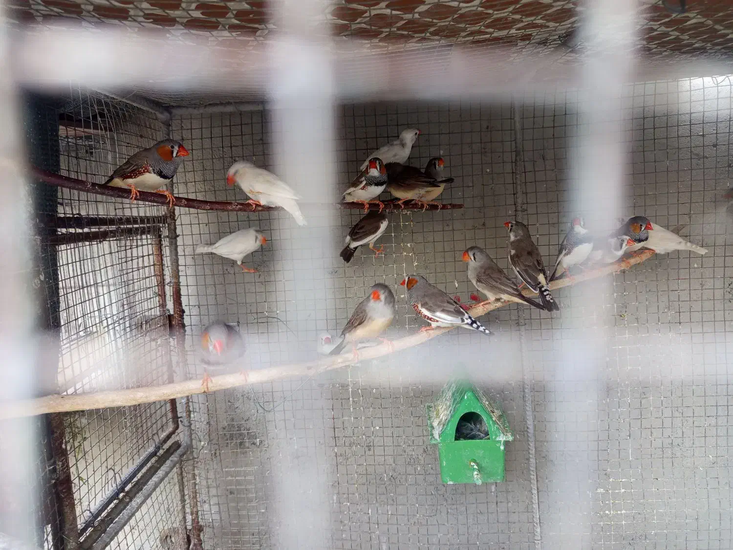 فنچ|پرنده|ارزوئیه, |دیوار