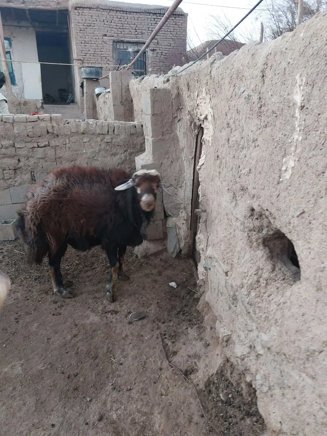 گوسفند قوچ|حیوانات مزرعه|طاغنکوه, |دیوار