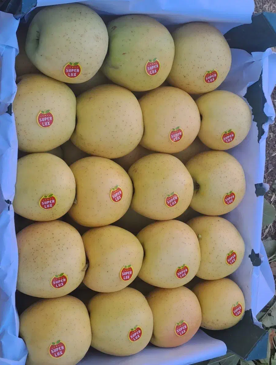 سیب کوهستانی|خوردنی و آشامیدنی|مهاباد (آذربایجان غربی), |دیوار