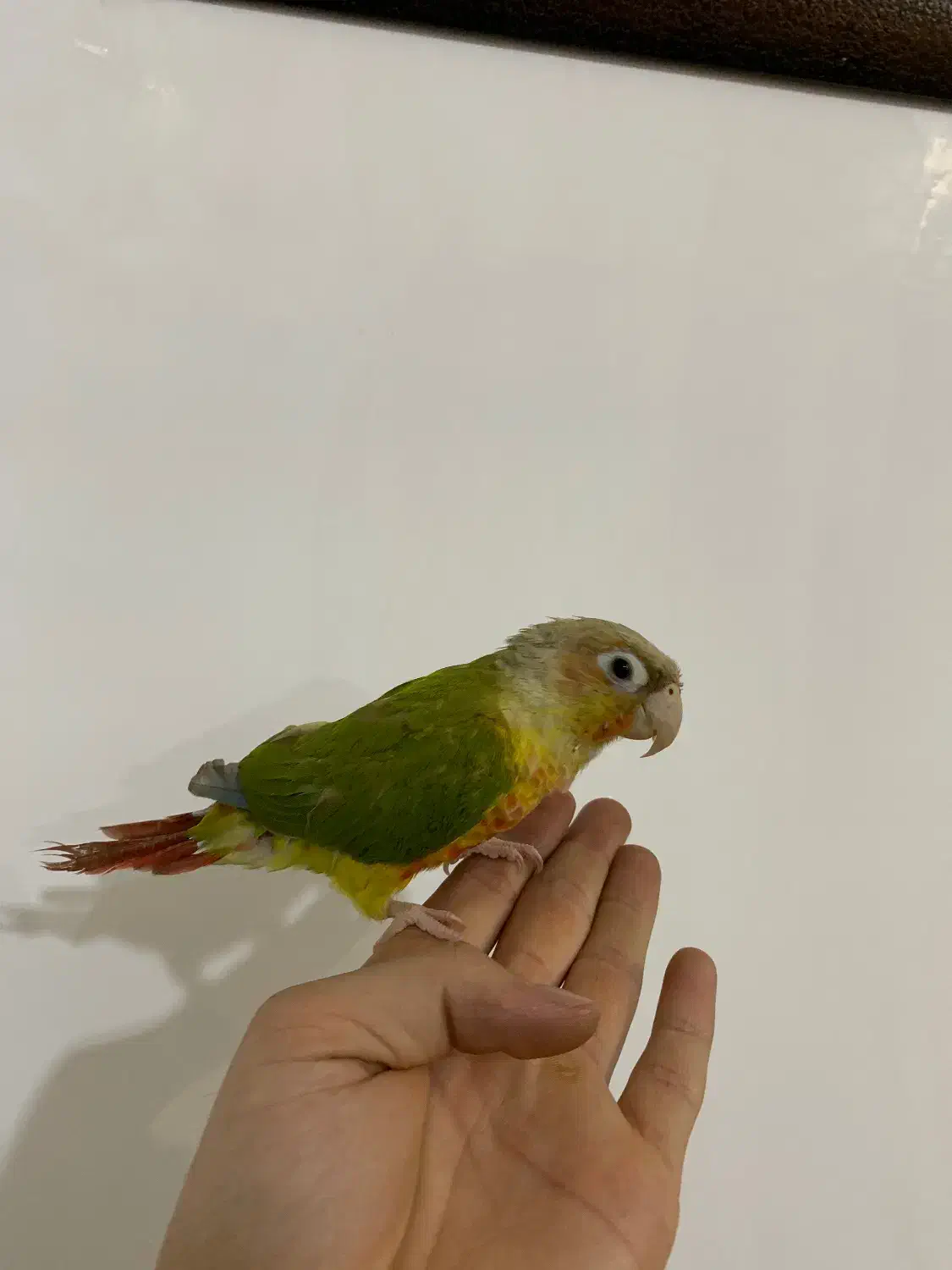 طوطی گرینچیک|پرنده|زنجان, |دیوار